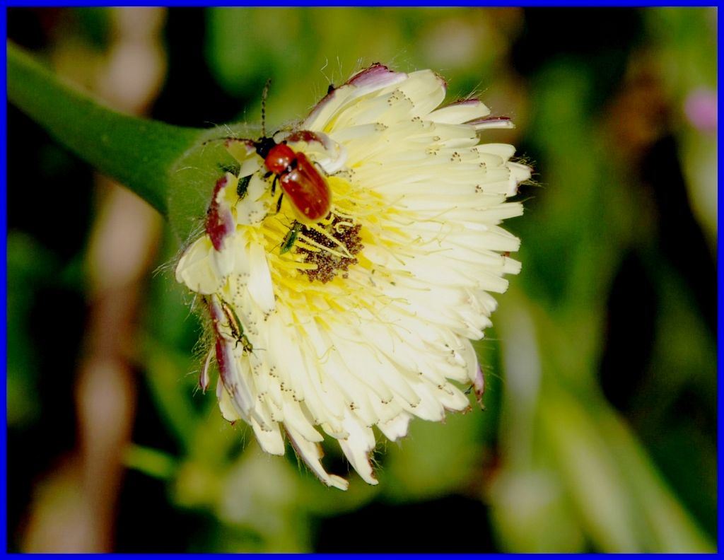 Chrysomelidae: Exosoma lusitanicum